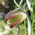 Fritillaire à involucre