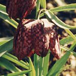 Fritillaire pintade