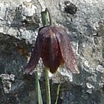 Fritillaire d'Orient