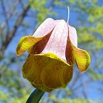 Fritillaire des Pyrénées