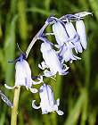 Jacinthe des bois