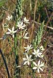 Ornithogale de Narbonne