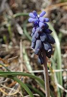 Muscari négligé