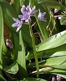 Scille lis-jacinthe