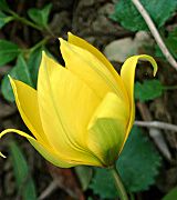 Tulipe sauvage