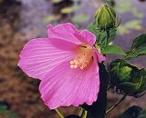 Hibiscus des marais