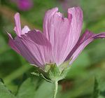 Mauve alcée