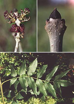 Montenois (Doubs), mars 1997 (fleurs, bourgeon) / juillet 1990 (feuille)