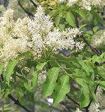 Orne / Frêne à fleurs