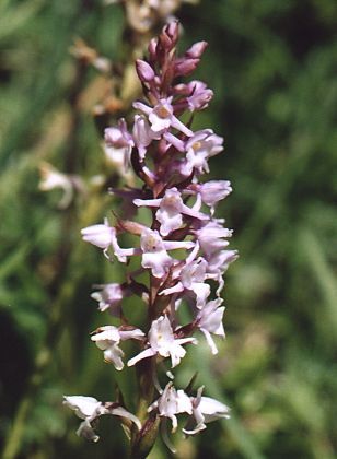 Voralberg (Autriche), 9 juillet 2002