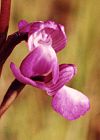 Orchis de Champagneux
