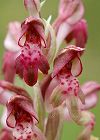 Orchis parfumé