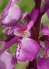 Orchis bouffon