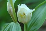 Céphalanthère de Damas