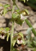 Helléborine à feuilles orbiculaires