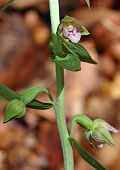 Helléborine à labelle étroit