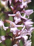 Orchis très odorant