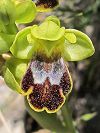 Ophrys à deux lunules / ophrys marbré