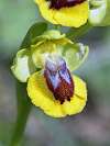 Ophrys jaune
