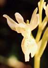 Orchis de Provence