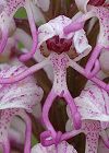 Orchis singe