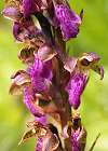 Orchis de Spitzel
