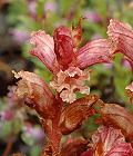 Orobanche du serpolet