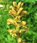 Orobanche commune
