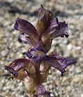 Orobanche penchée