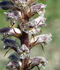 Orobanche crénelée