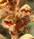 Orobanche grêle