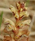 Orobanche du lierre