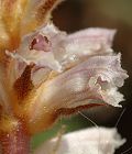 Petite orobanche