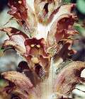 Orobanche du genêt