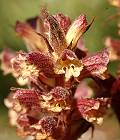 Orobanche réticulée