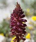 Orobanche rouge sang