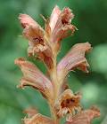 Orobanche du teucrium