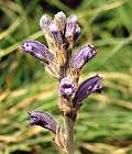 Orobanche pourpre