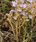 Orobanche rameuse