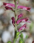 Fumeterre officinale