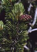 Pin mugo
