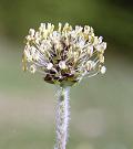 Plantain noirâtre