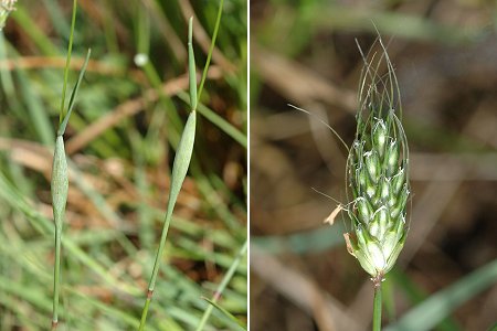 Frotey-l�s-Vesoul (Haute-Sa�ne), 16 mai 2009