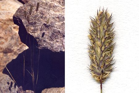 Massif du Cinto, lac d'Argentu (Corse), 1 août 1998