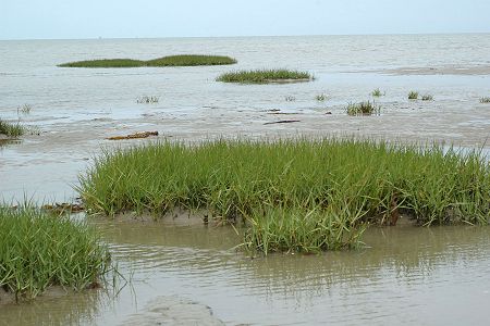 Brévands (Manche), 6 juin 2011