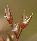 Agrostis capillaris