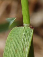 Agrostide capillaire