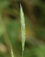 Brachypode penné