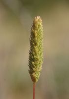 Fléole des sables