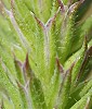 Phleum phleoides